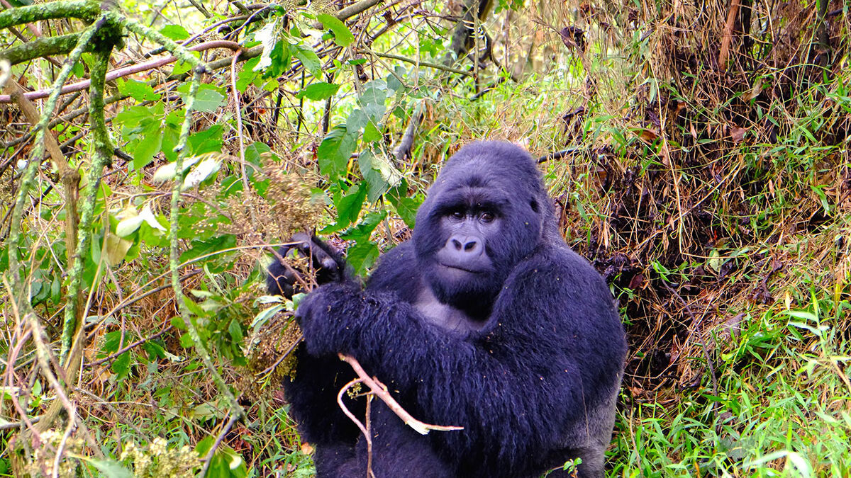 Mgahinga National Park Gorilla Treks - Planning a Budget Gorilla Safari to Mgahinga National Park - Mgahinga Gorilla Trekking Guide - Best Airports for Accessing Mgahinga Gorilla National Park - Fly to Entebbe and Trek Gorillas in Mgahinga