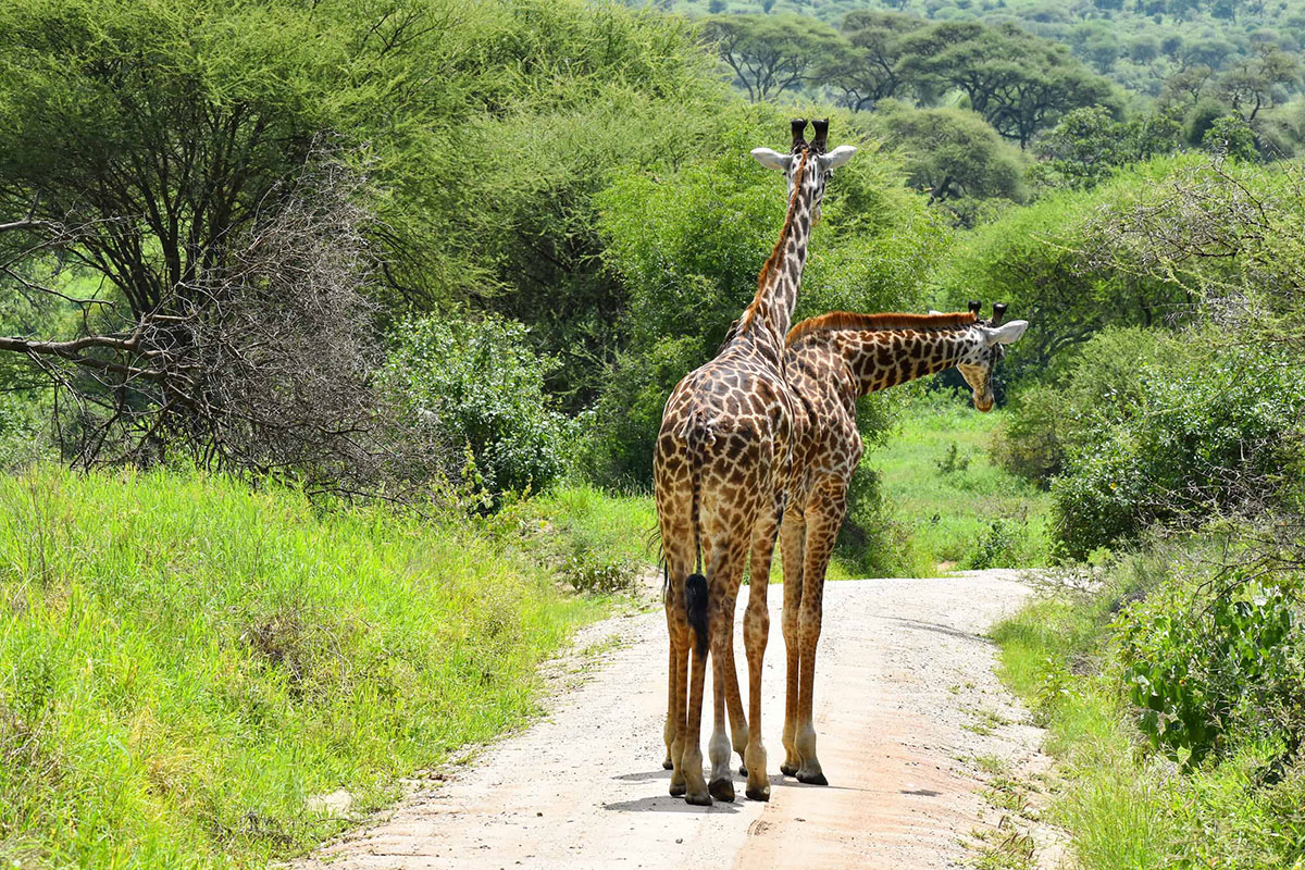 Safari in Saadani National Park