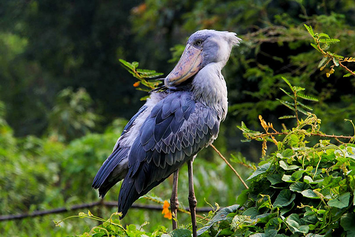 Where to See the Shoebill in Rwanda
