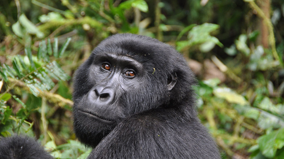 Gorilla Trekking Tour from South Sudan Border - 1-Day Gorilla Trekking Adventure in Rushaga from Kigali