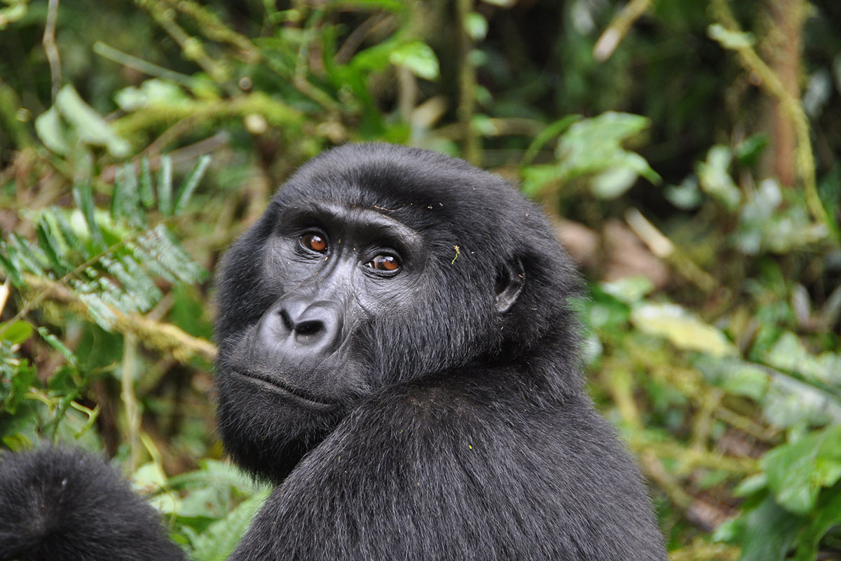 Gorilla Trekking Tour from South Sudan Border - 1-Day Gorilla Trekking Adventure in Rushaga from Kigali