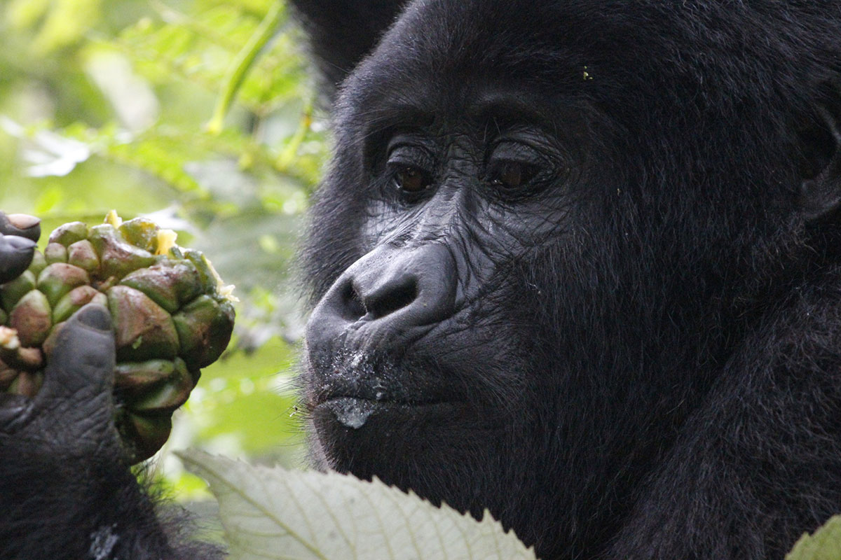Gorilla Habituation Tour from Entebbe - Essential Facts About Gorilla Trekking - How to Book a Gorilla Trekking Permit in Bwindi - Discounted Gorilla Trekking Permits