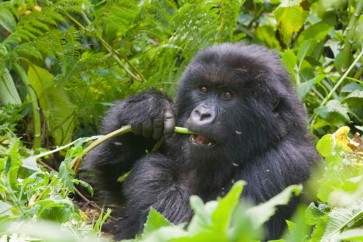 Combining Gorilla Trekking in Rwanda with a Botswana Safari - Rwanda Gorilla Trekking in April