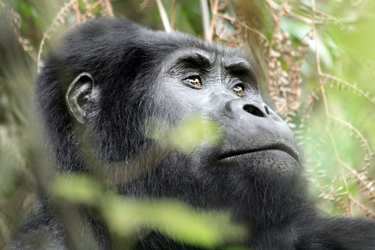 How Many Gorilla Permits Are Available in Uganda? - How Much Is a Gorilla Permit in Uganda and Rwanda?
