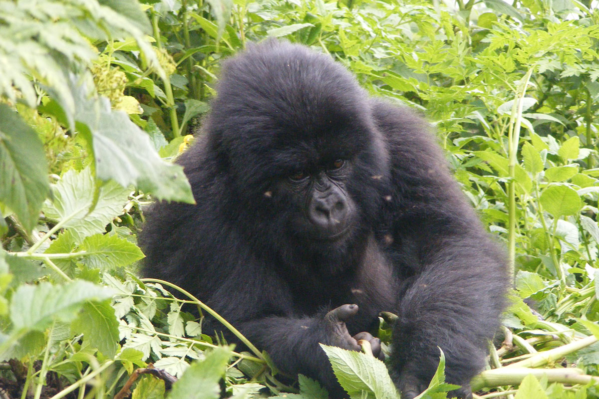 Combining Gorilla Trekking in Rwanda with a Namibia Safari - How to Book Rwanda Gorilla Trekking Safaris from Uganda