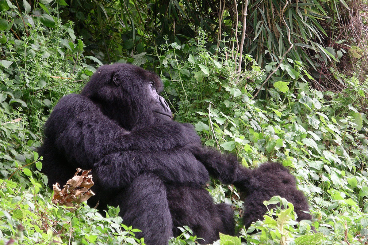 Combining Gorilla Trekking in Rwanda with a Zanzibar Beach Safari - Rwanda Gorilla Trekking in February