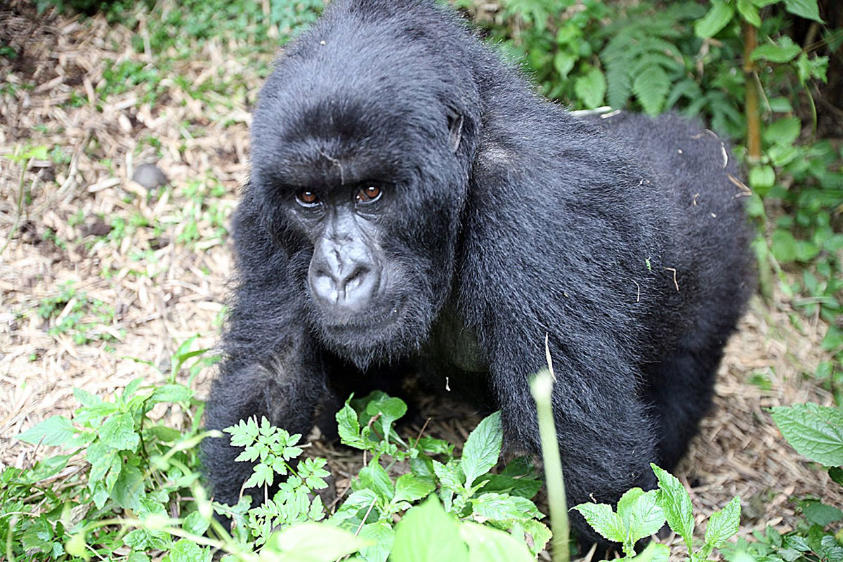 Combining a Safari in Tanzania with Gorilla Trekking in Rwanda - Rwanda Gorilla Trekking in January - Budget Gorilla Trip to Rwanda's Volcanoes National Park